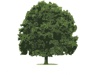 Plashet, City of London Academy logo