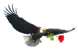 Red Rose School logo
