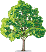 Park Hill Primary School logo