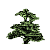Cedars - Newcastle, Moorlands and Darwin Bases logo