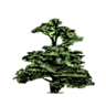 Cedars - Newcastle, Moorlands and Darwin Bases logo
